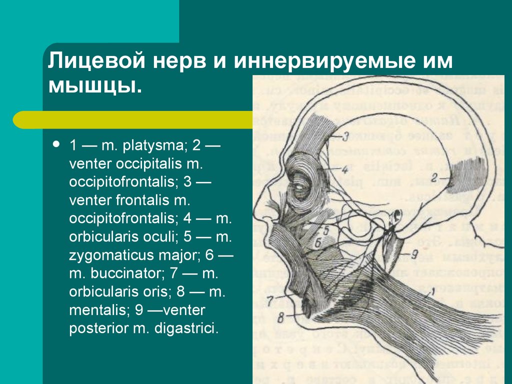 Лицевой нерв является. Лицевой нерв анатомия ядра. Проекция ветвей лицевого нерва топографическая анатомия. Лицевые нервы топография. Лицевой нерв иннервирует мышцы.