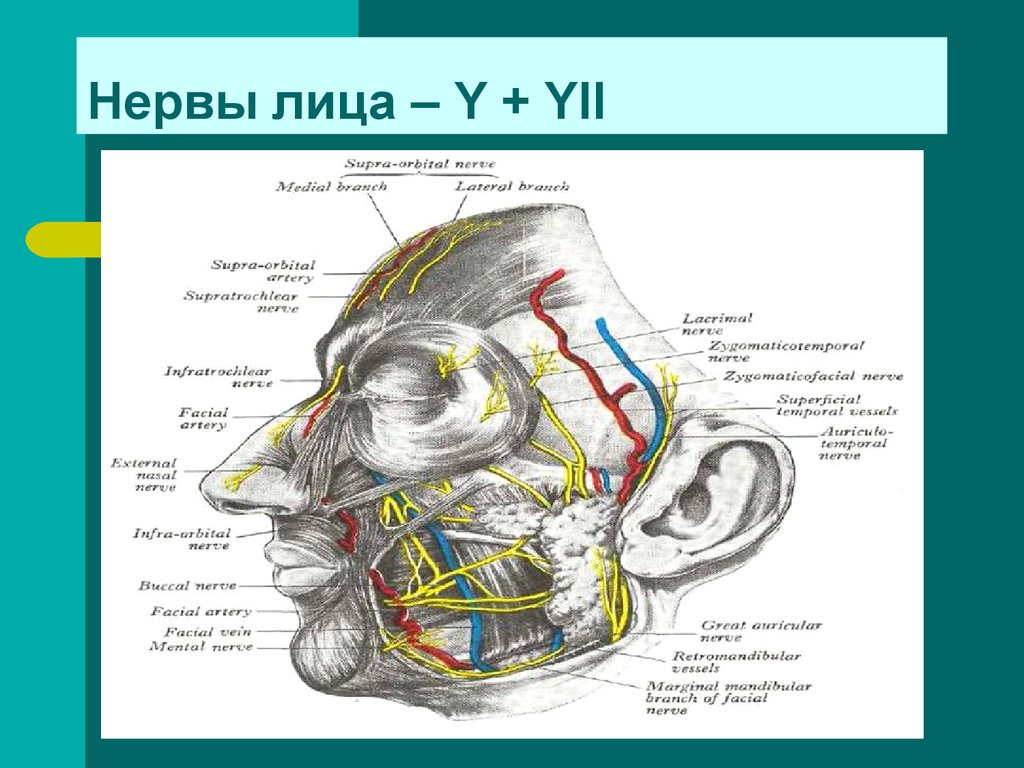 Лицевой нерв череп. Топография головы Черепные нервы.. Черепные нервы анатомия топография. Слуховой нерв топография. Черепные нервы на лице анатомия.