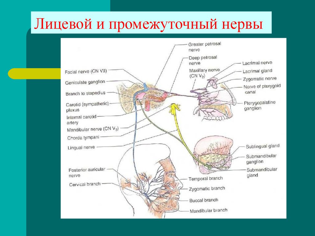 Нервы лицевой области. Промежуточный нерв лицевого нерва анатомия. Лицевой нерв (промежуточно-лицевой нерв VII пара). Промежуточный нерв иннервирует. Лицевой и промежуточный нервы.