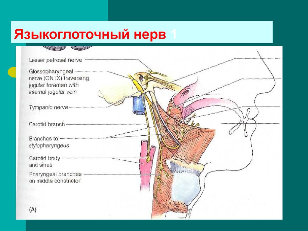 Языкоглоточный блуждающий нерв. Ветви языкоглоточного нерва анатомия. Языкоглоточный нерв расположение ядер. Языкоглоточный нерв ход. Схема языкоглоточного нерва анатомия.