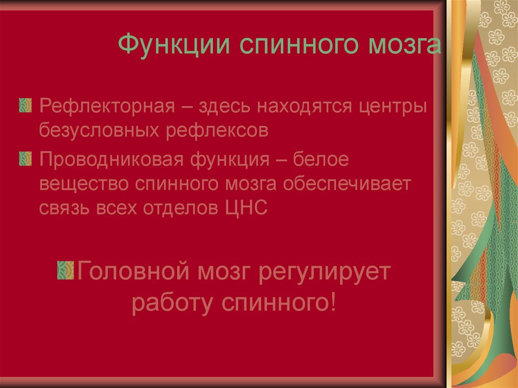 Центр безусловных рефлексов находится. Функции спинного мозга.