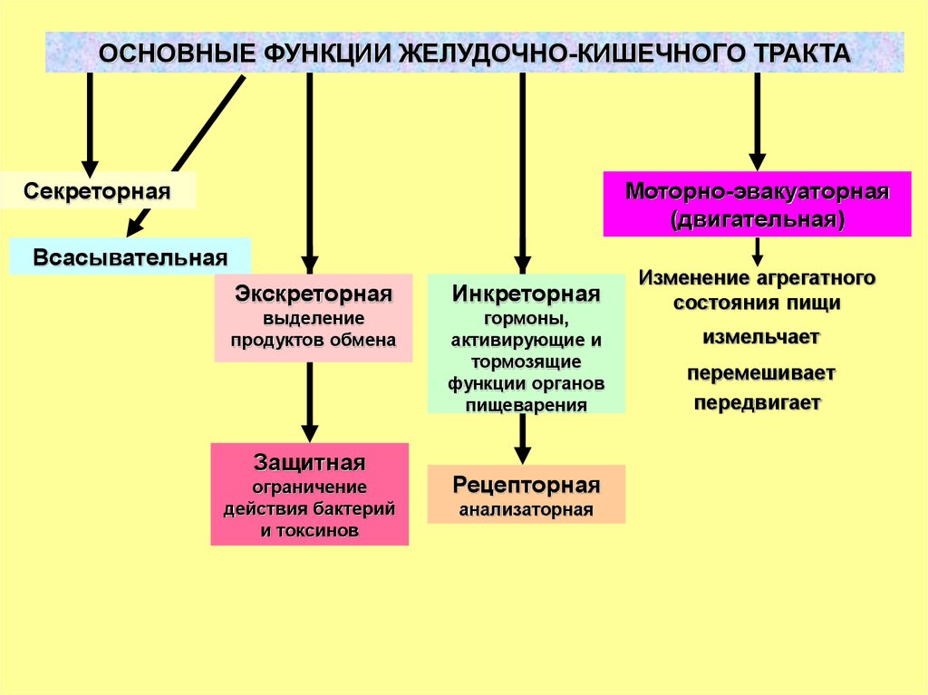 Инкреторная функция это. Основные функции желудочно-кишечного тракта. Основные функции ЖКТ. Секреторная и инкреторная функции желудка. Секреторная функция ЖКТ.