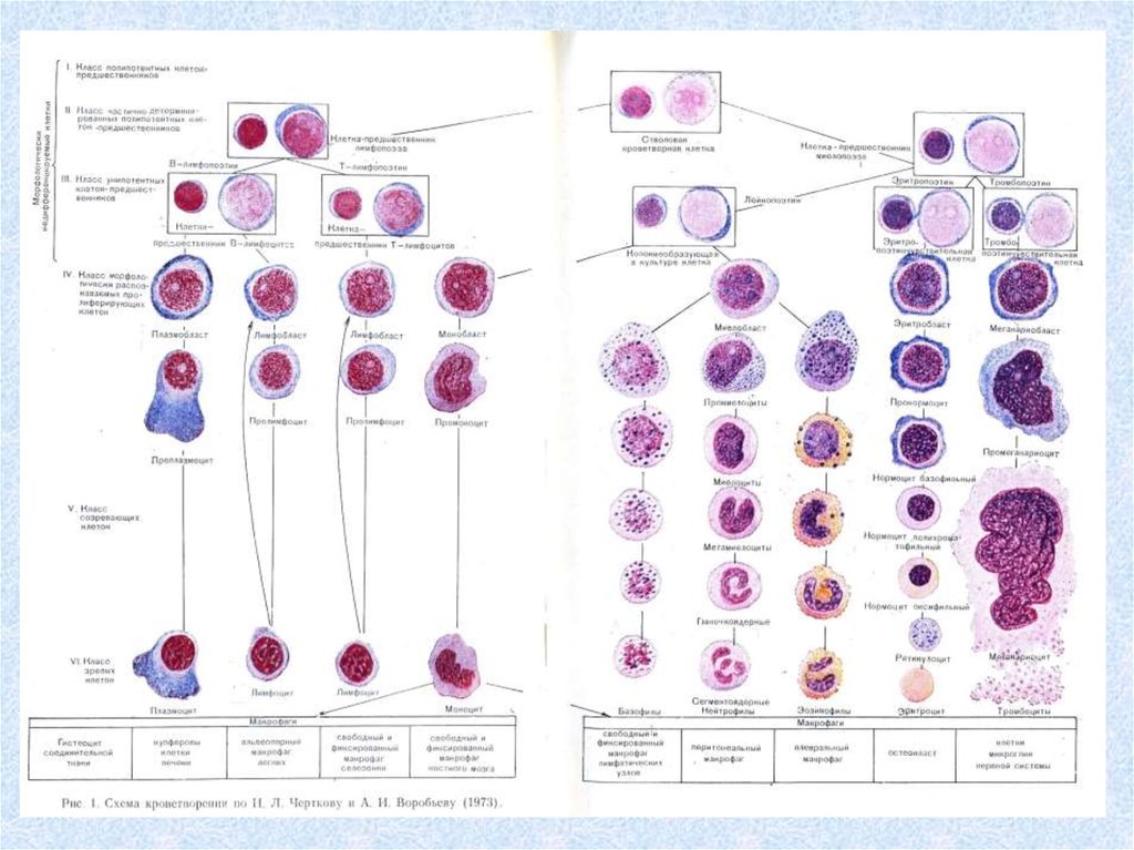 Развитие клеток крови. Схема кроветворения гематология Черткова. Схема кроветворения гистология. Гемопоэз таблица гистология. Схема гемопоэза гистология.