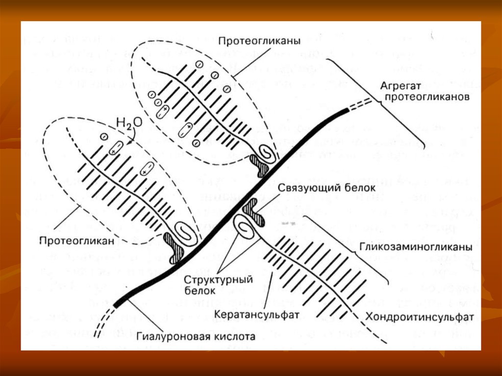 Протеогликаны. Структура и функция протеогликаны. Схема строения протеогликанов хряща. Строение протеогликанов биохимия. Структура протеогликанов.