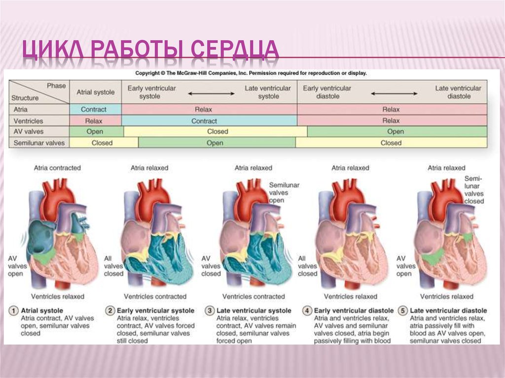 Сердечный цикл схема физиология