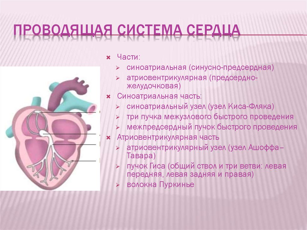 Проводящая система. Проводящая система сердца строение и функции. Проводящая система сердца таблица. Строение проводящей системы сердца кратко. Синоатриальный узел сердца функции.