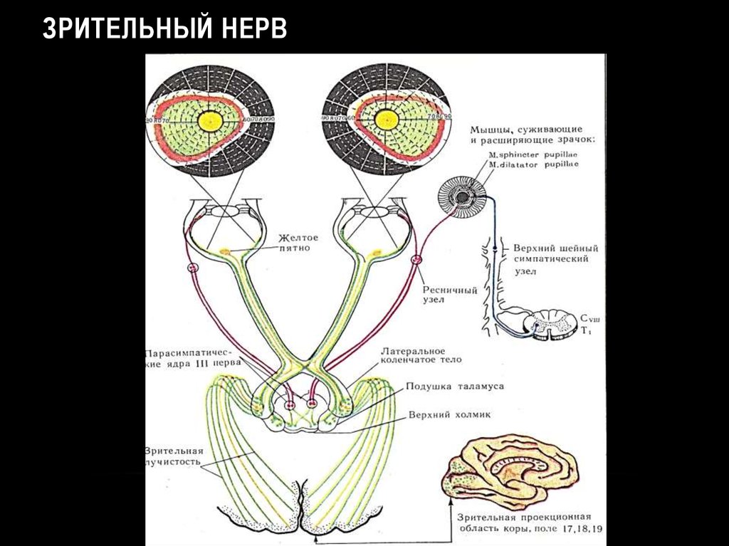 Зрительный нерв в головной мозг. Зрительный нерв строение анатомия. Зрительный нерв строение и функции. Зрительный нерв входит в полость черепа через. Строение зрительного нерва глаза.