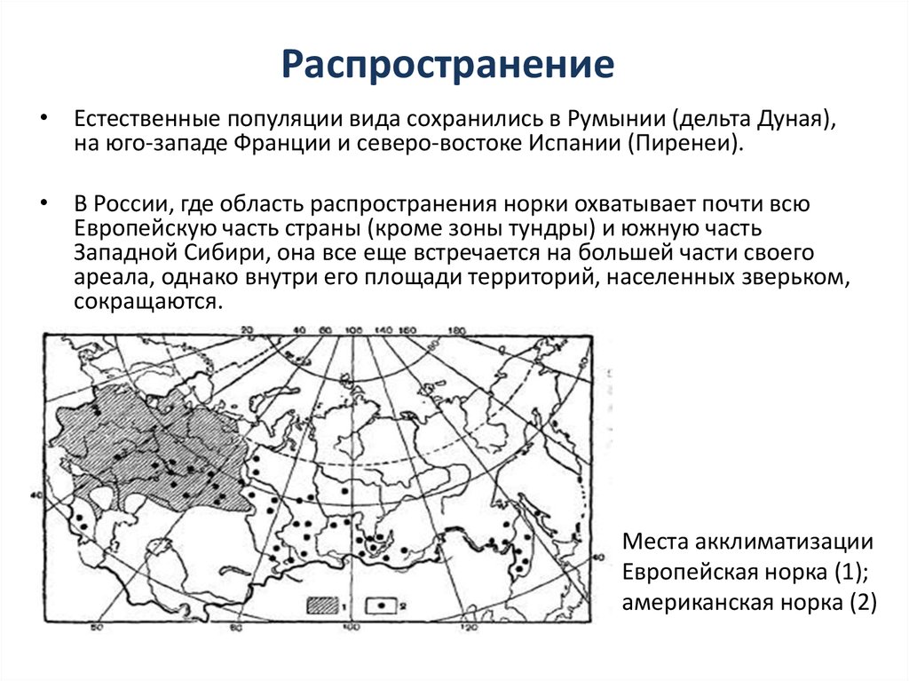 Виды распространения. Европейская норка ареал. Норка ареал обитания. Ареал американской норки. Ареал обитания американской норки на карте.