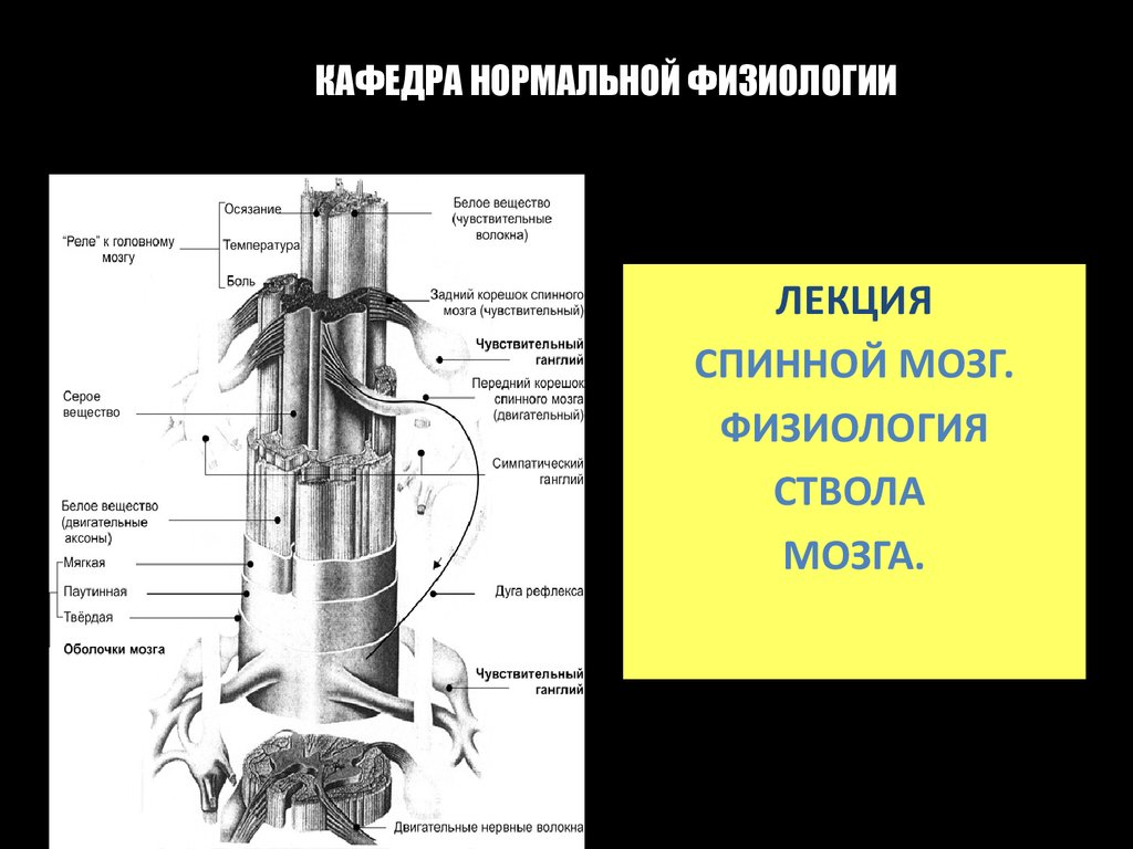 Спинной мозг. Физиология ствола мозга - презентация онлайн