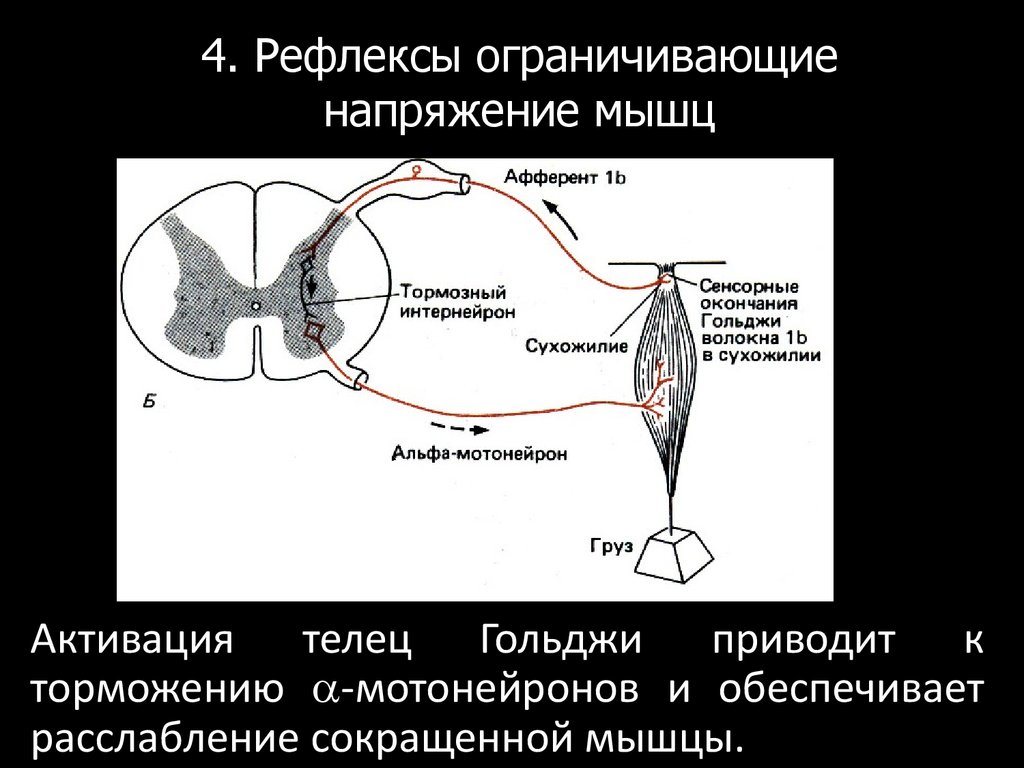 Схема рефлекса растяжения