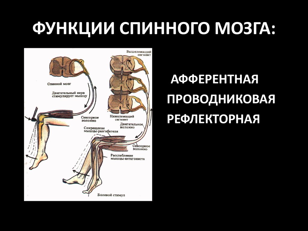 Функции спинномозгового мозга. Проводниковая функция спинного мозга физиология. Проводниковая функция спинного мозга таблица. Проводниковая функция спинного мозга схема. Проводниковая функция спинного мозга нейрофизиология.