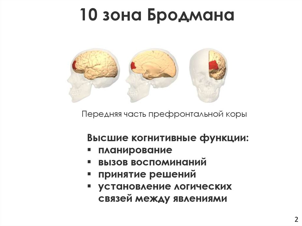 10 зона Бродмана