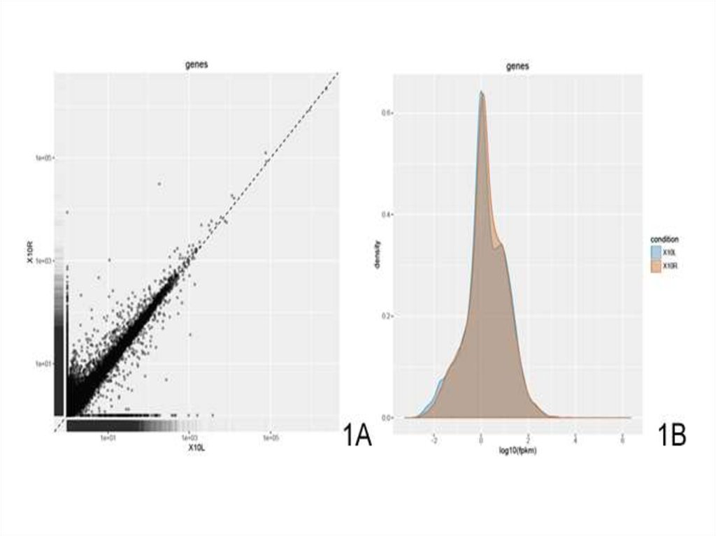 10я зона Бродмана: результаты