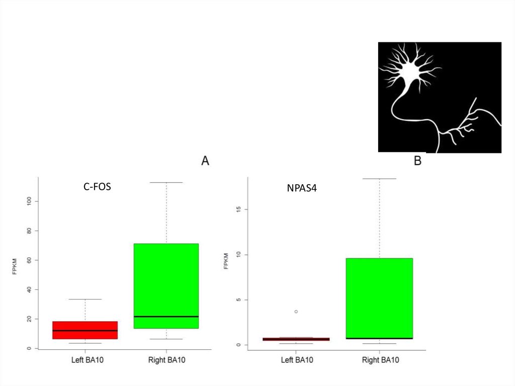 10я зона Бродмана: результаты