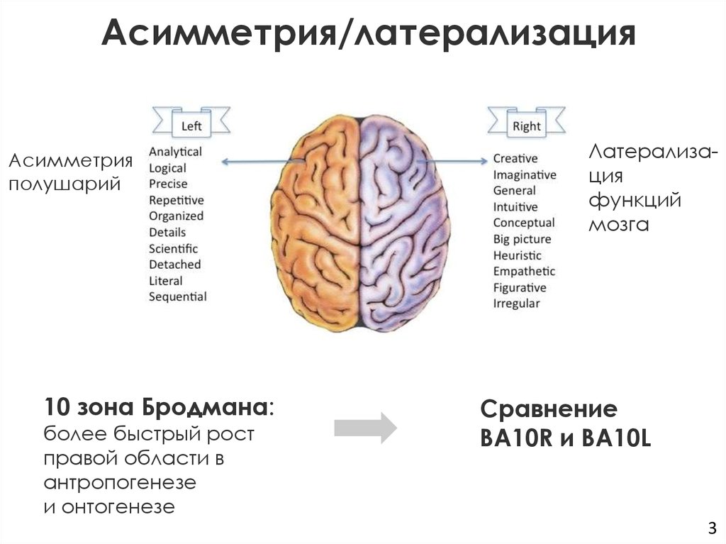 Соединить правое и левое. Латерализация функций головного мозга. Латеральность полушарий мозга. Латерализация полушарий головного мозга. Латерализация это.