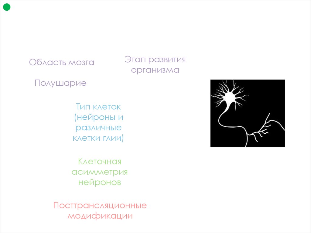 Уровни сложности регуляции экспрессии генов в мозге