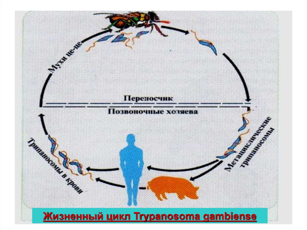 Схема жизненного цикла. Trypanosoma brucei жизненный цикл. Жизненный цикл трипаносомы brucei. Trypanosoma brucei gambiense жизненный цикл. Trypanosoma brucei жизненный цикл схема.