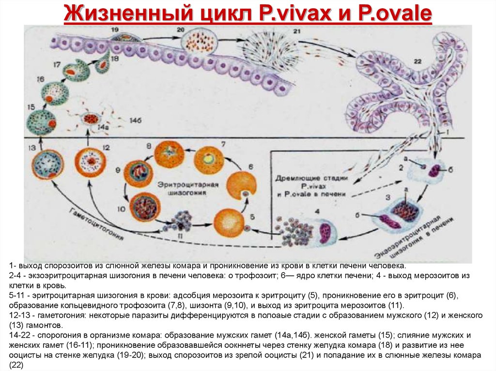 Кровяной цикл. Жизненный цикл развития малярийного плазмодия Plasmodium Vivax. Цикл развития Plasmodium Vivax схема. Плазмодиум Вивакс жизненный цикл. Жизненный цикл p Vivax.