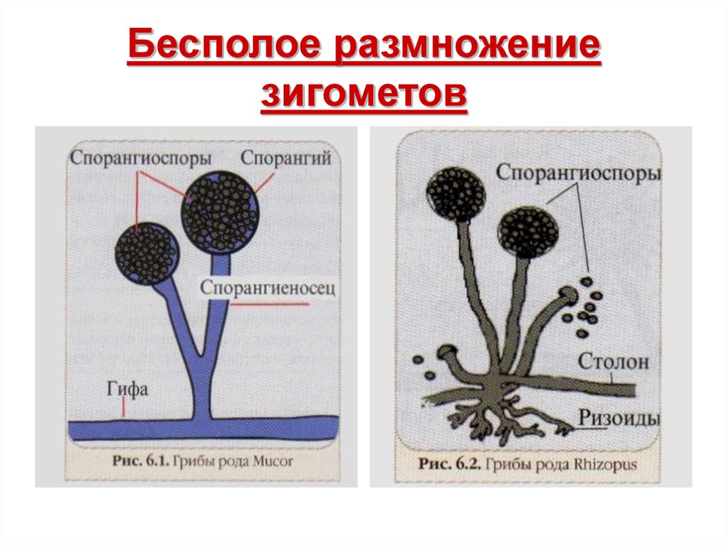 Бесполая спора. Части бесполого размножения грибов. Бесполое размножение грибов. Типы бесполых спор конидии и спорангии. Эндогенные и экзогенные споры грибов.