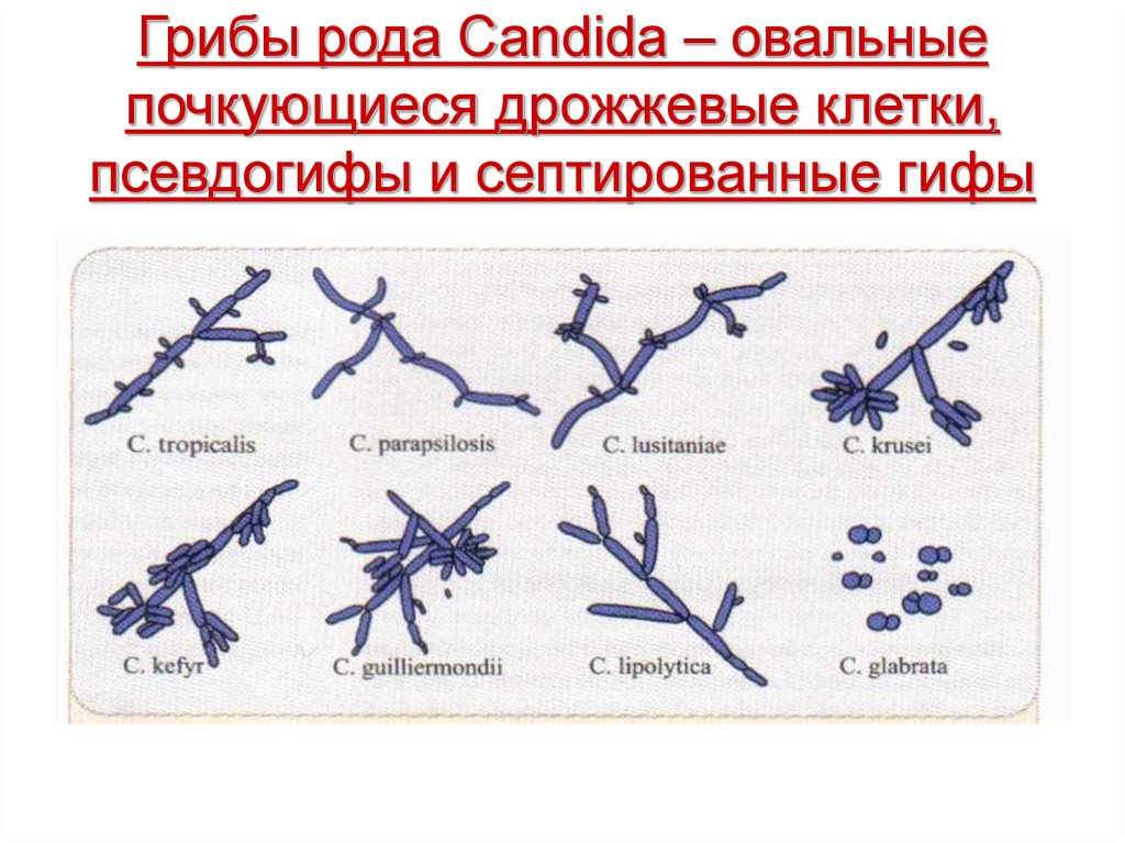 Дрожжеподобные грибы candida. Грибы рода кандида классификация. Дрожжеподобных грибов рода Candida. Дрожжеподобные грибы рода кандида микробиология. Рисунок дрожжеподобный гриб рода кандида.