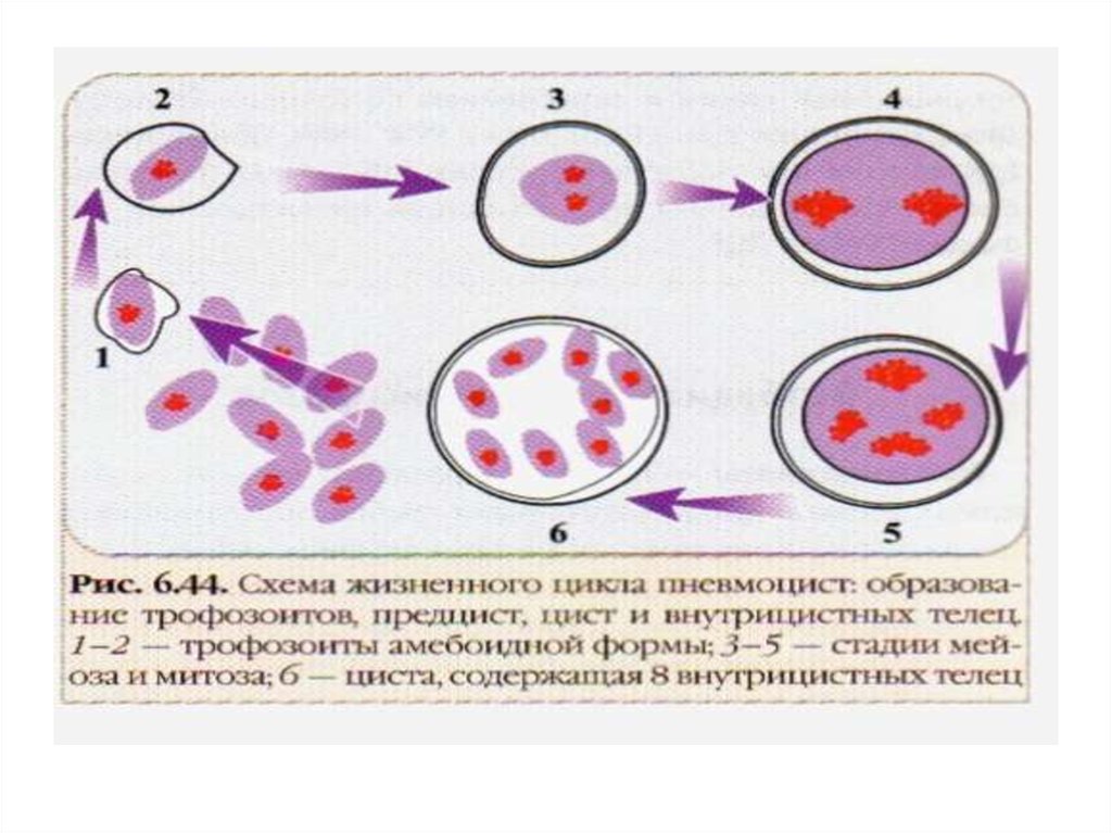 Пневмоцисты. Пневмоциста жизненный цикл схема. Цикл развития пневмоцист. Жизненный цикл пневмоцисты Карини. Pneumocystis CARINII жизненный цикл.