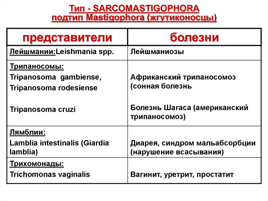 Назвать особенности простейших. Тип Саркомастигофоры Подтип жгутиконосцы. Тип Sarcomastigophora. Тип Саркомастигофоры (Sarcomastigophora). Саркомастигофоры характеристика.