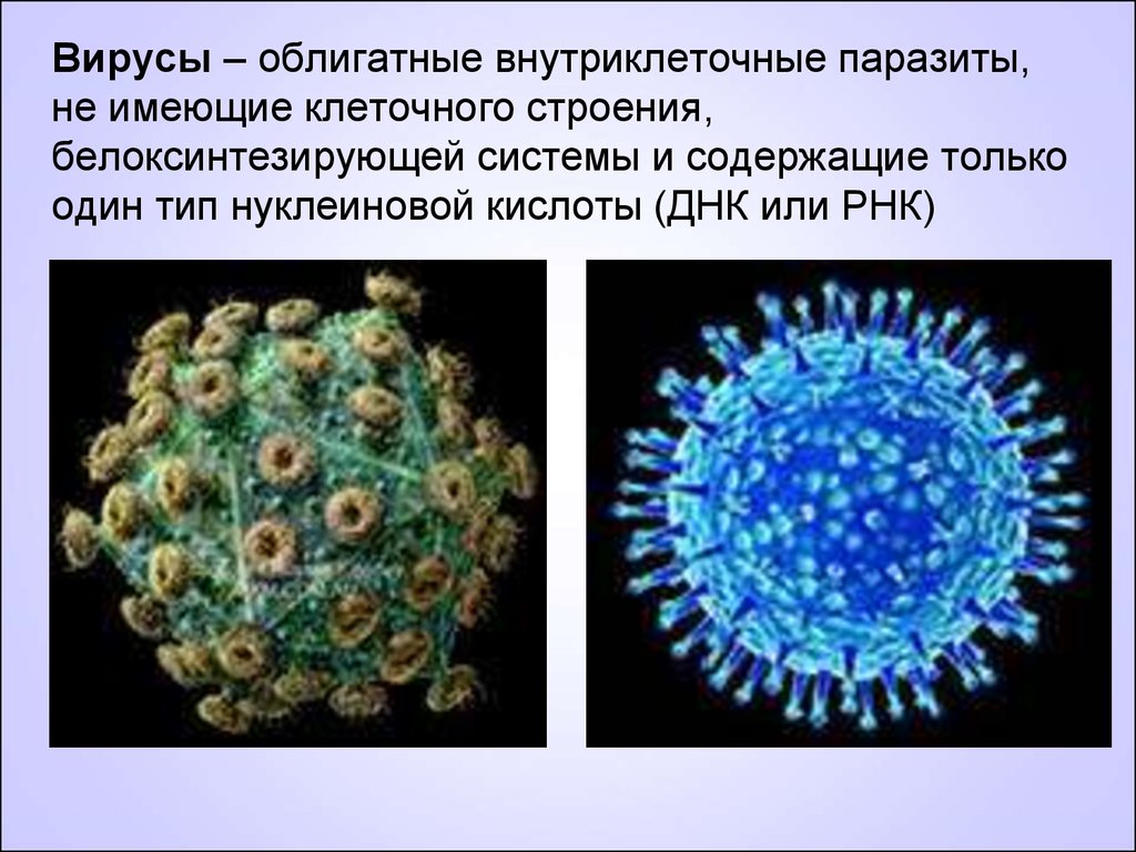 Вирусы – облигатные внутриклеточные паразиты, не имеющие клеточного строения, белоксинтезирующей системы и содержащие только один тип ну