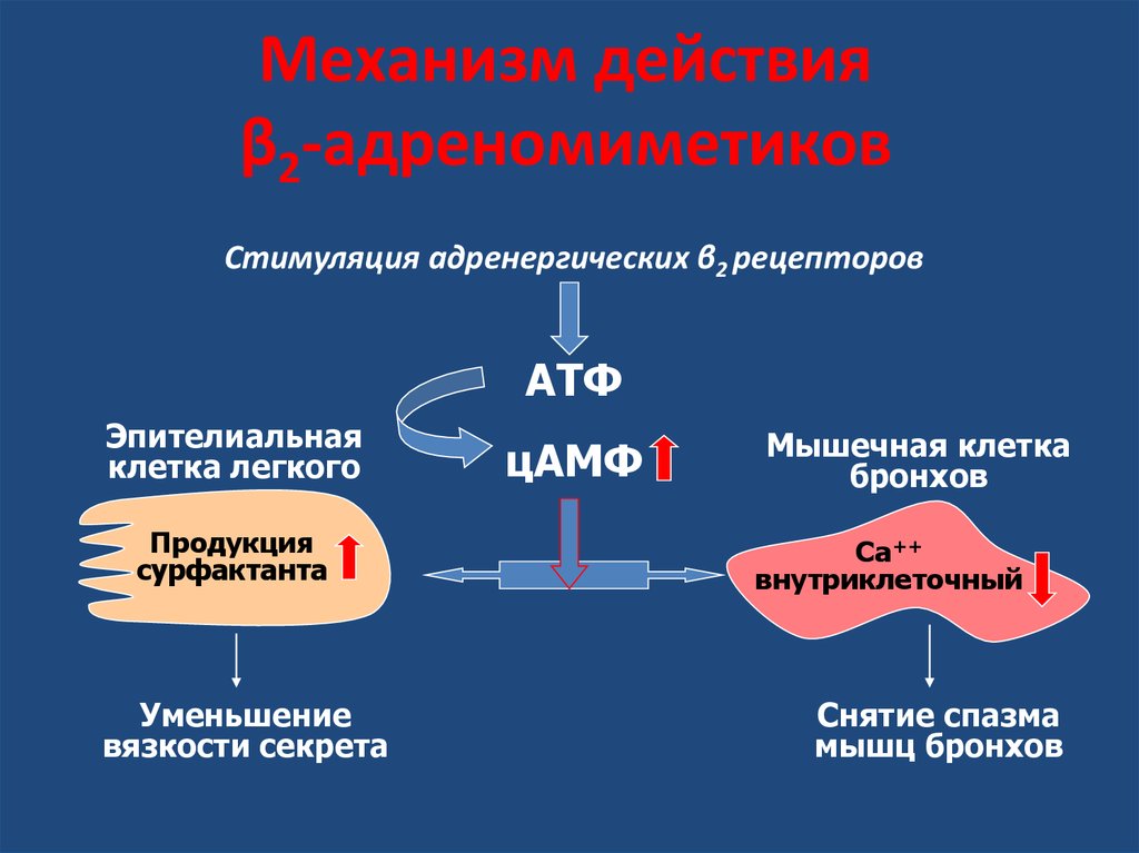 Действие б. Бета 2 агонисты механизм действия. Механизм действия бета 2 адреномиметиков. Агонисты бета 2 адренорецепторов механизм действия. Бета2адреномиметик механизм действия.