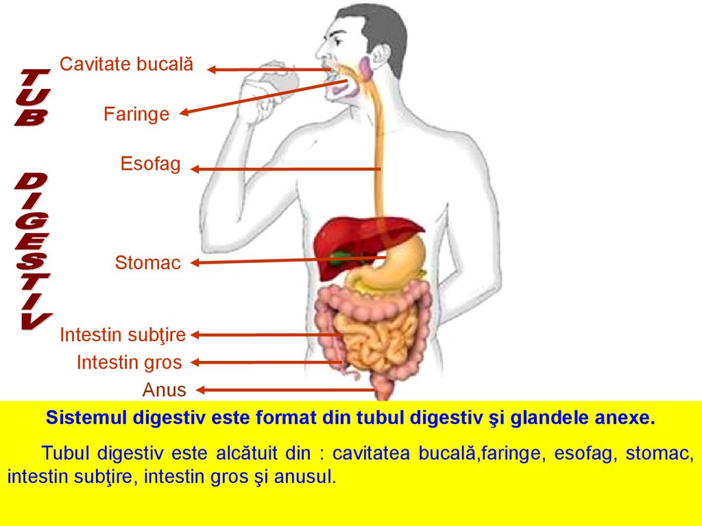 Sistemul digestiv | Anatomie si fiziologie