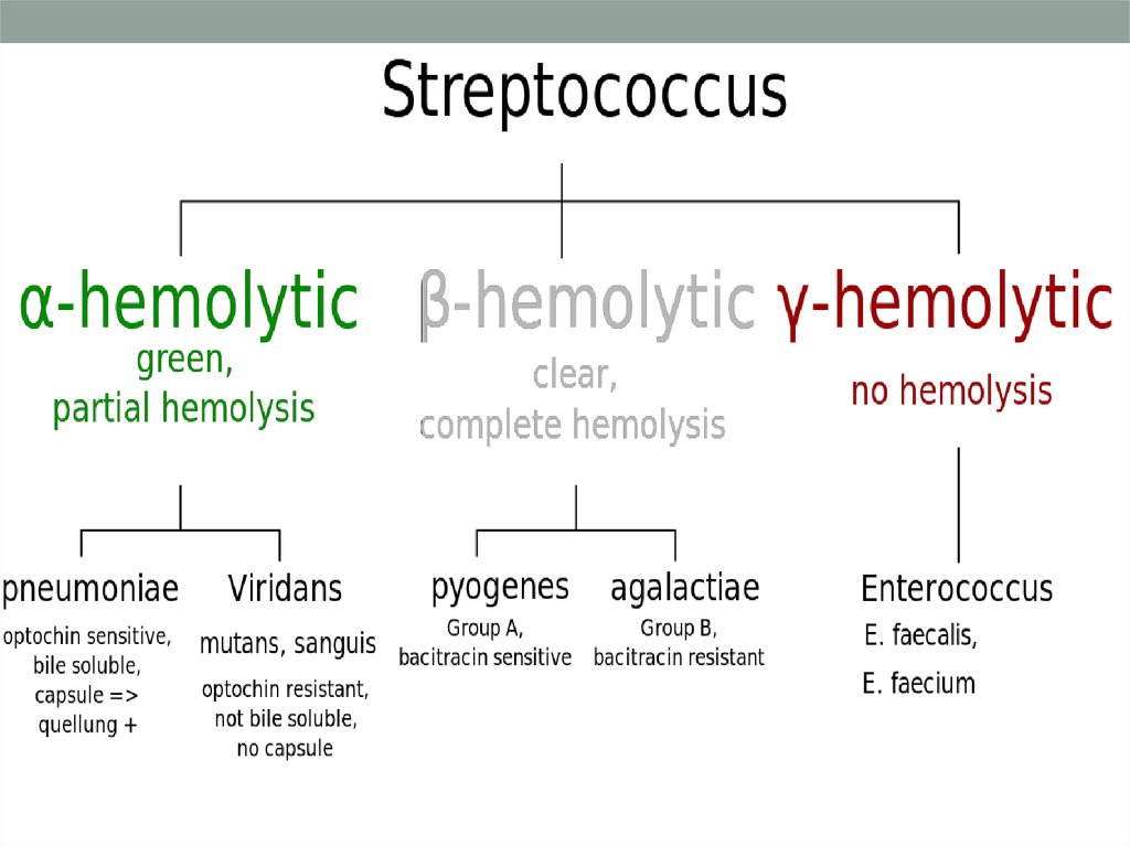 Streptococcus viridans что это