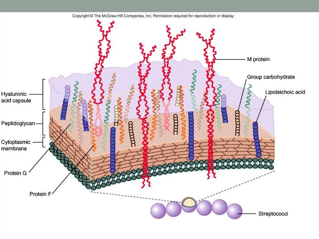 Белки клеточной стенки. М протеин стрептококка. М-белок стрептококка. Streptococcus pyogenes м белок. Streptococcus pyogenes факторы вирулентности.