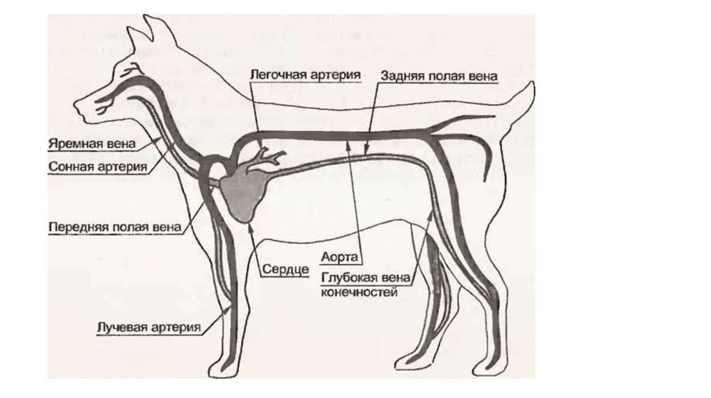 Кровообращение конечностей животных. Яремная Вена у собак анатомия. Кровеносная система собаки схема. Кровеносная система млекопитающих собаки. Кровеносная система собаки анатомия.