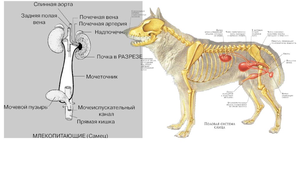 Физиолог собак