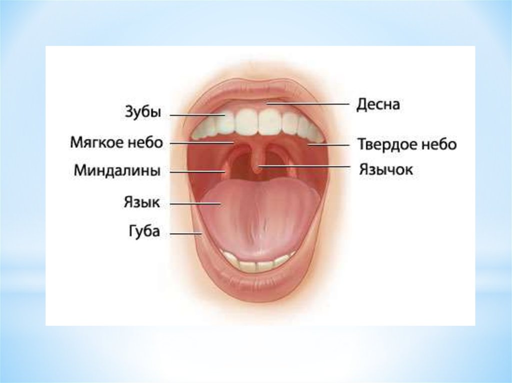 Где находятся гланды у человека показать на рисунке