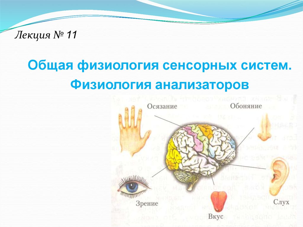 Тактильный анализатор физиология презентация