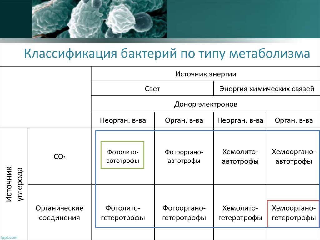 Какой способ питания у бактерий. Классификация бактерий по классам. Классификация микробов таблица. Виды микроорганизмов классификация. Типы бактерий классификация.