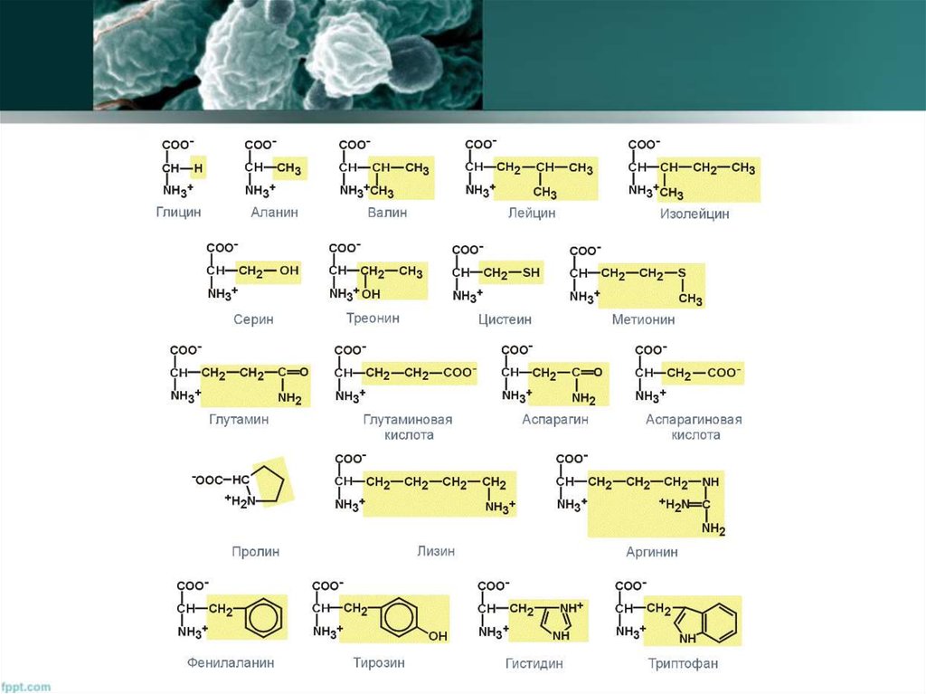 21 аминокислота. 20 Аминокислот белков формулы. Формулы 20 аминокислот биохимия. Формулы 20 аминокислот таблица. 20 Протеиногенные аминокислоты.