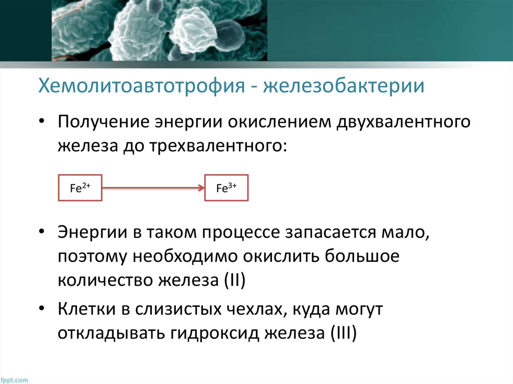 Окисление соединений железа. Хемолитоавтотрофы это бактерии. Хемолитоавтотрофы представители. Окисление железобактерий. Хемолитоавтотрофия у бактерий.