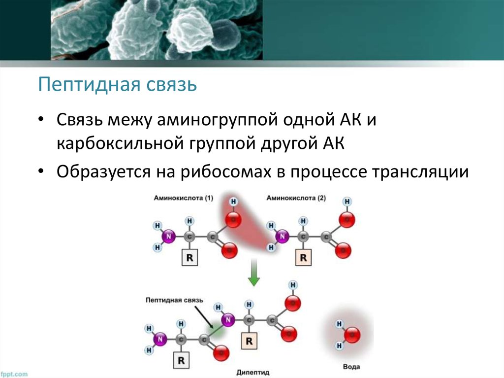Аминокислоты аминогруппа карбоксильная группа. Пептидная связь аминокислот. Пептидная связь это ионная связь. Пептидная связь делокализация. Пептидная связь это в биологии.