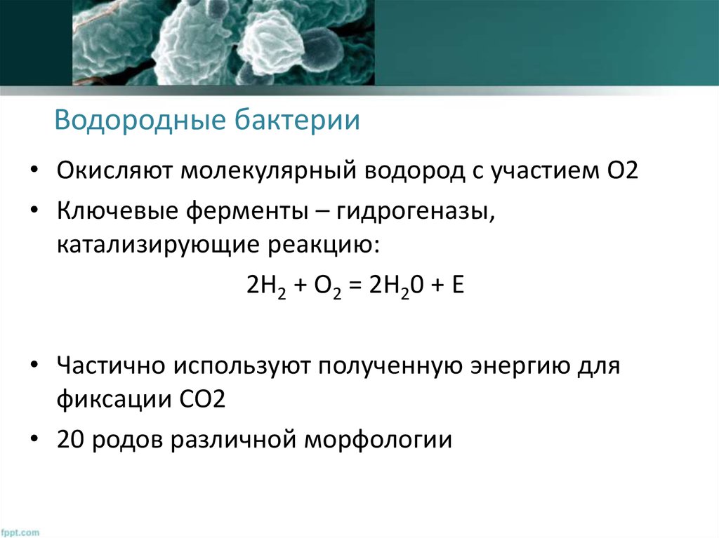 Молярная водорода. Водородные хемосинтезирующие бактерии. Водоронистые бактерии. Водородные бактерии примеры. Водородные бактерии Тип питания.