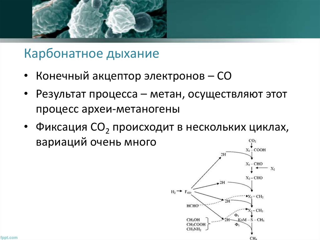 Метаногены. Карбонатное дыхание микроорганизмов. Конечный акцептор в аэробном дыхании. Карбонатное дыхание схема. Конечный акцептор электронов.