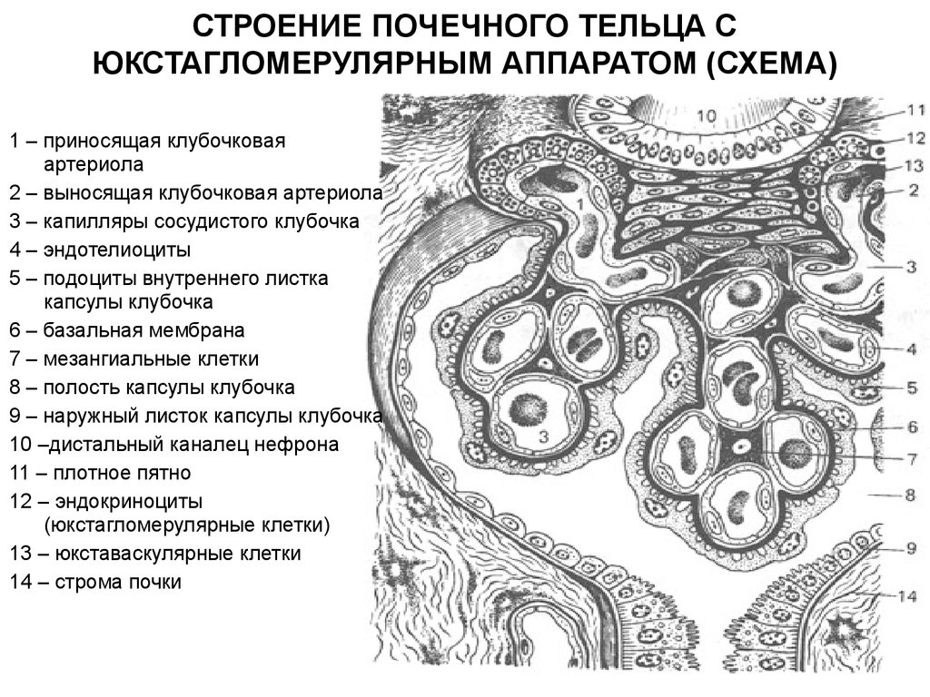 Почечное тельце почки. Схема строения почечного тельца. Строение почечного клубочка гистология. Строение клубочка нефрона гистология. Почечное тельце подоциты.