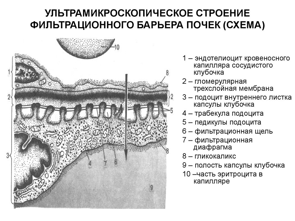 Гистология почки схема