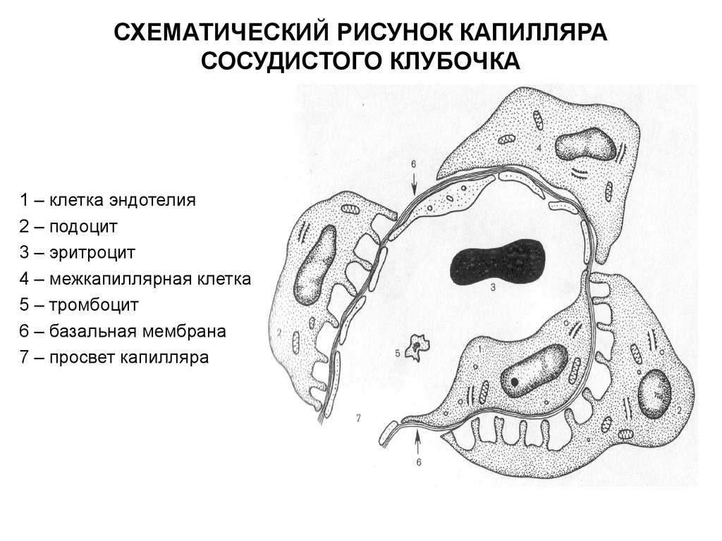 Базальная мембрана клубочка. Базальная мембрана клубочка почки. Строение базальной мембраны клубочка. Базальная мембрана подоцитов. Подоциты строение.