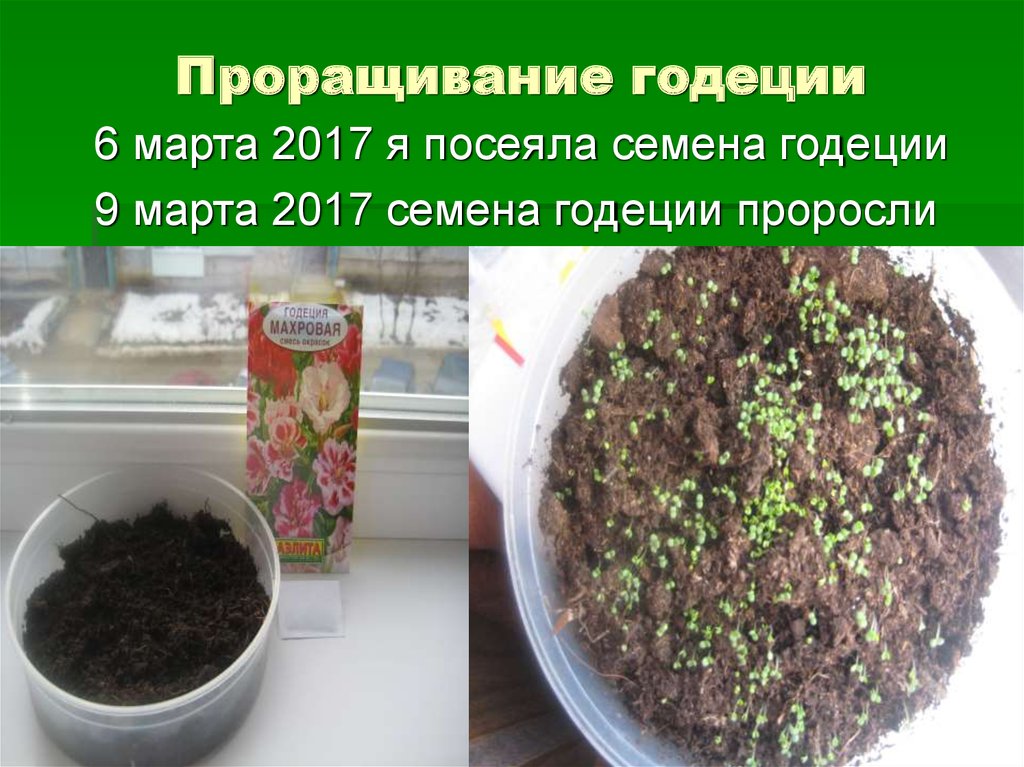 Как всходит годеция фото