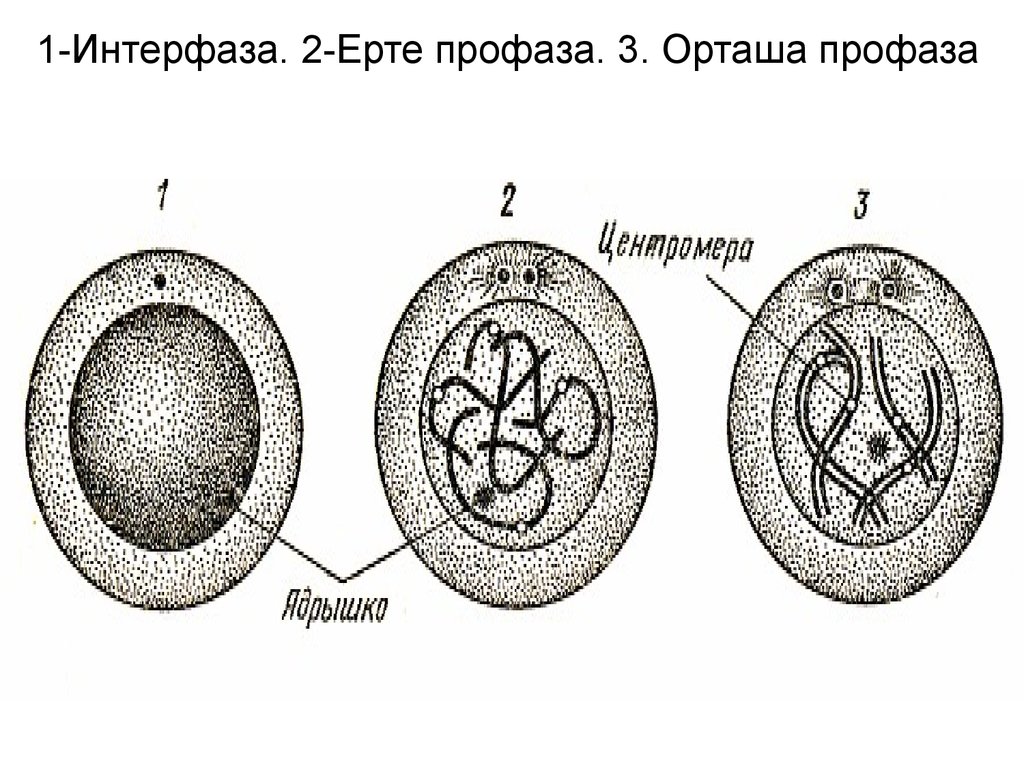 Жасушаның бөлінуі мейоз презентация