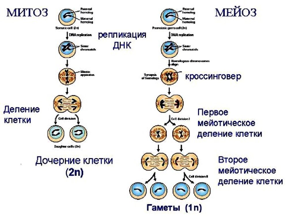 1 способы деления клеток. Митоз фазы мейоза стадии. Строение митоза и мейоза. Схема процесса деления клетки. Схема митоза и мейоза клетки.