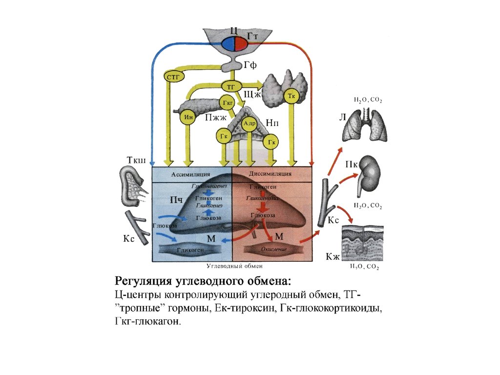 Регуляция углеводного обмена схема