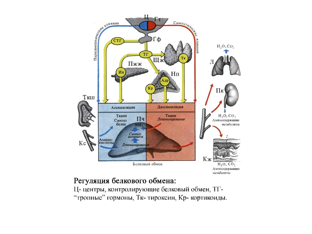 Регуляция обменов. Схема регуляции процессов обмена веществ. Регуляция белкового обмена физиология. Регуляция обмена белков схема. Регуляция жирового обмена схема.