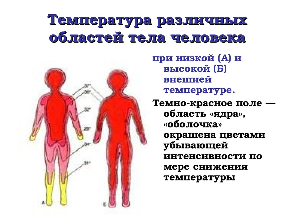 Температура различных областей тела человека